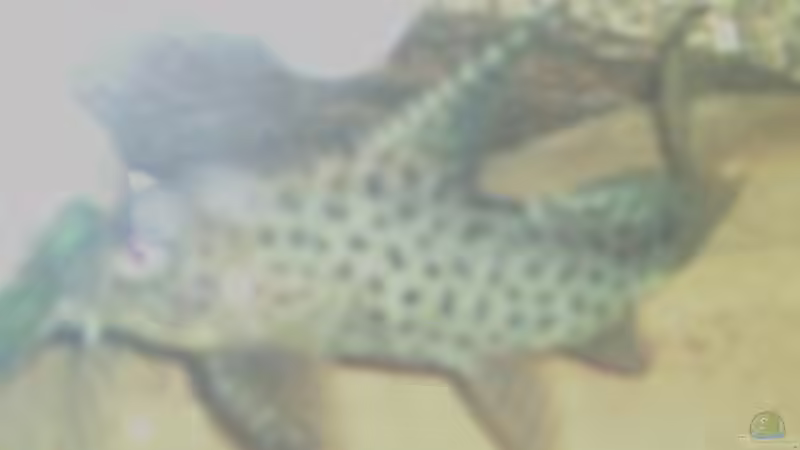 Besatz im Aquarium Becken 325 von Monika Panksy (12)