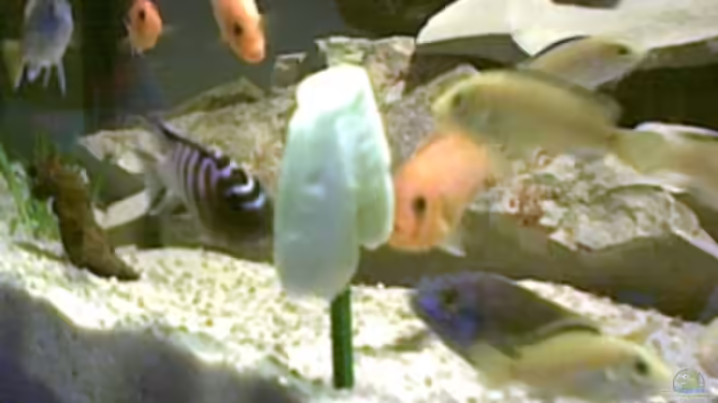 Besatz im Aquarium Becken 325 von Monika Panksy (13)