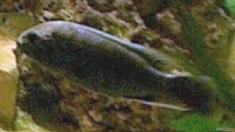 Besatz im Aquarium Becken 325 von Monika Panksy (8)