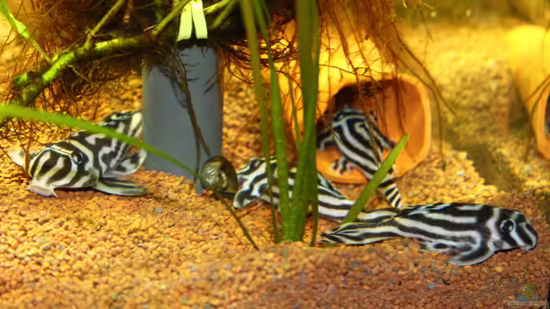 Besatz im Aquarium Becken 32572 von Armin Sauer (15)