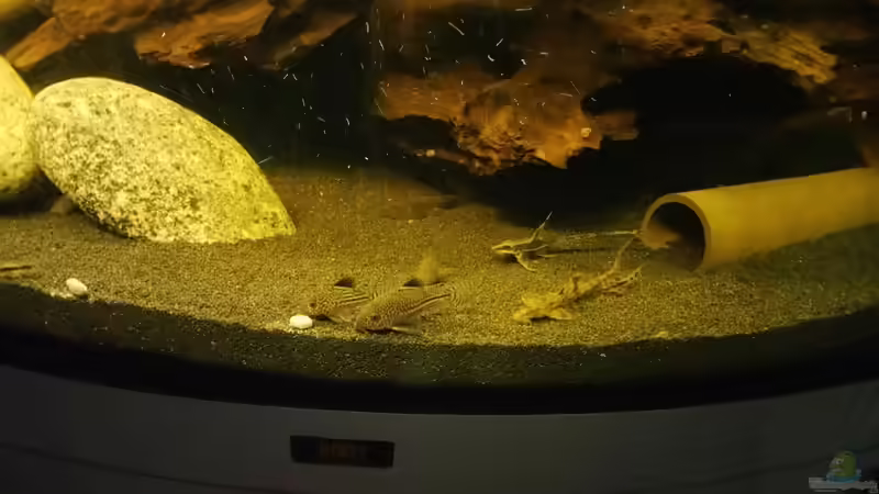 Besatz im Aquarium Becken 32610 von Robert Vogt (7)