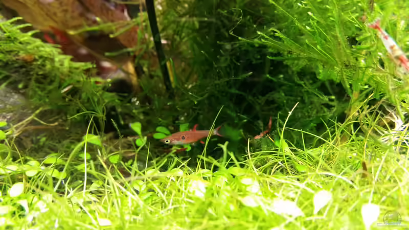 Besatz im Aquarium Becken 32663 von Ichigo (44)