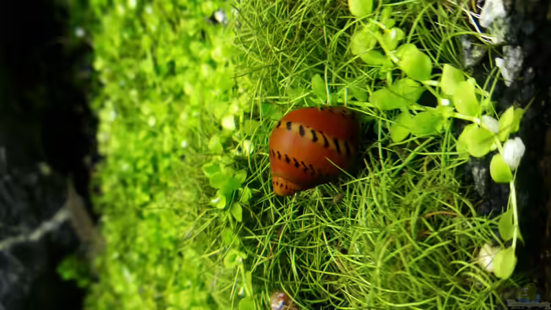 Besatz im Aquarium Becken 32663 von Ichigo (46)