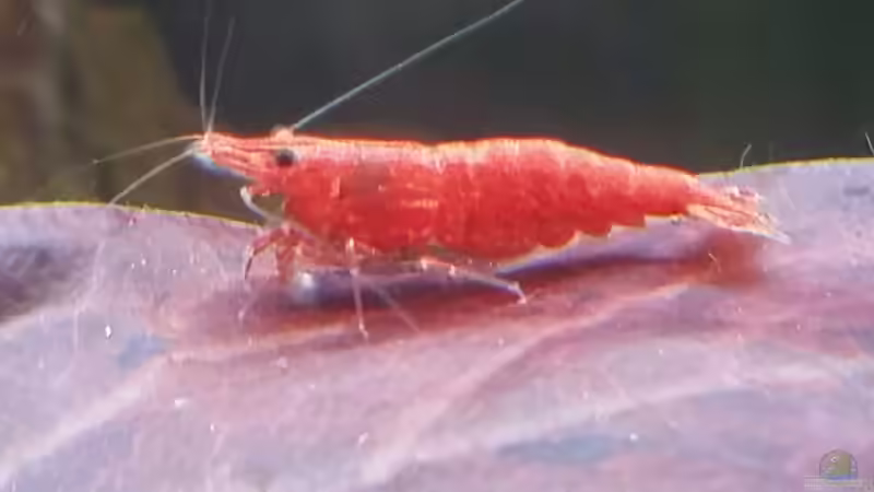 Besatz im Aquarium Becken 32663 von Ichigo (49)