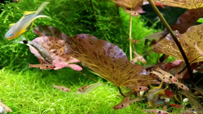 Besatz im Aquarium Becken 32663 von Ichigo (50)