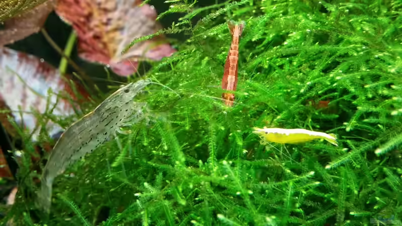 Besatz im Aquarium Becken 32663 von Ichigo (51)