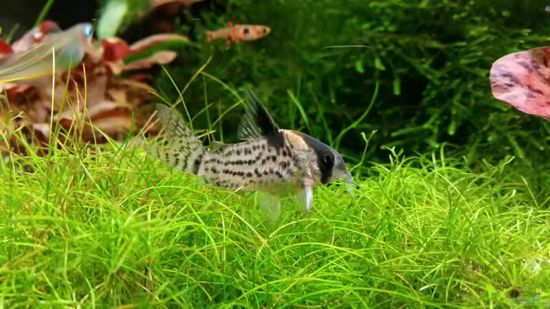 Besatz im Aquarium Becken 32663 von Ichigo (52)