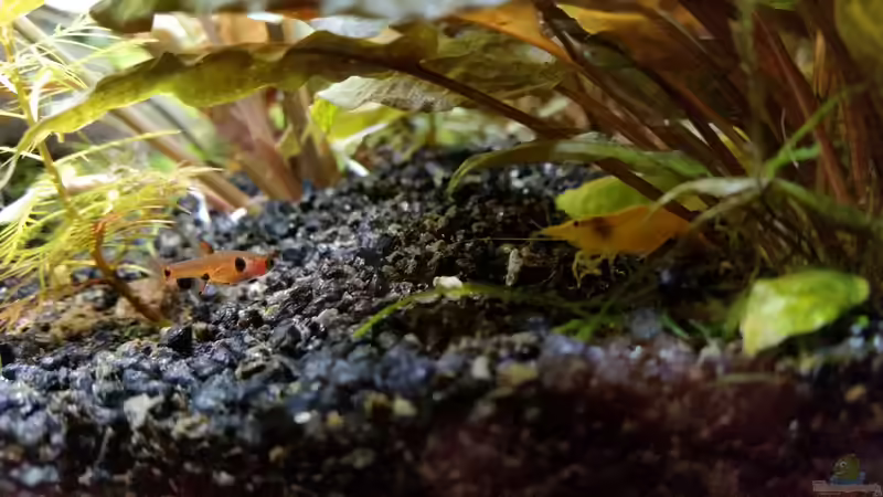 Besatz im Aquarium Becken 32663 von Ichigo (63)