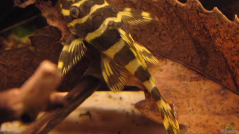 Besatz im Aquarium Becken 32679 von BMF (3)