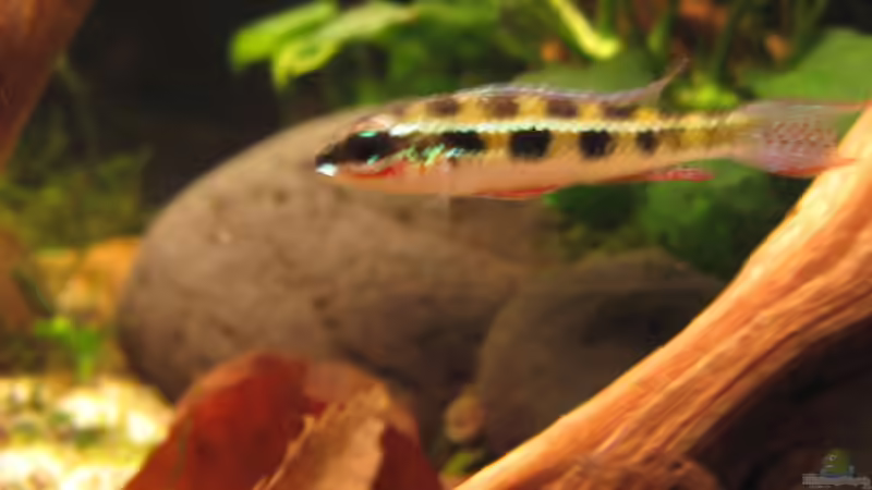 Besatz im Aquarium Becken 32679 von BMF (4)