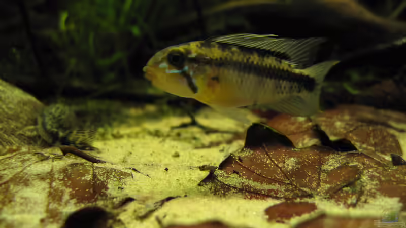 Besatz im Aquarium Becken 32679 von BMF (5)