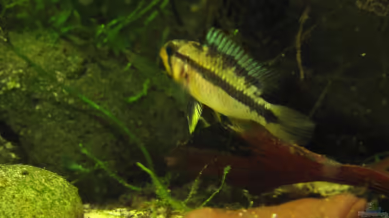 Besatz im Aquarium Becken 32679 von BMF (6)