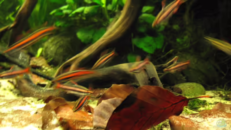 Besatz im Aquarium Becken 32679 von BMF (7)