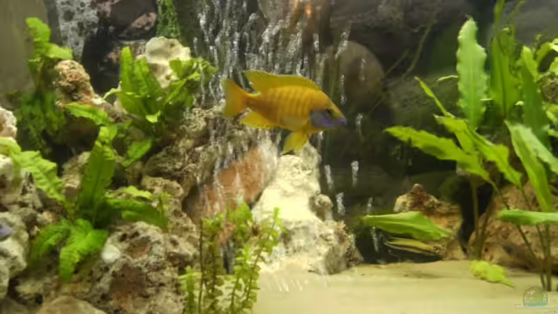 Besatz im Aquarium Becken 3268 von Bastian Nagel (6)