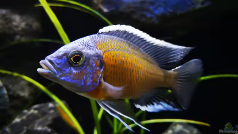 Besatz im Aquarium Becken 32689 von Heike Fuchs (46)