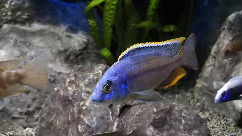 Besatz im Aquarium Becken 32689 von Heike Fuchs (47)