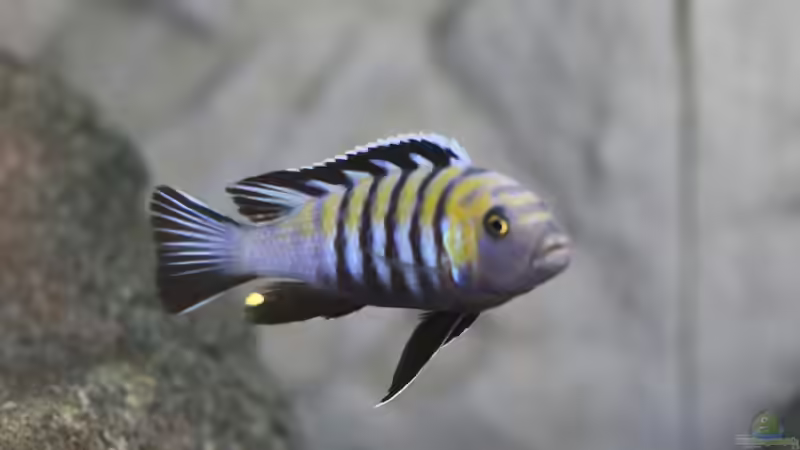 Besatz im Aquarium Becken 32694 von Guido Studtrucker (26)