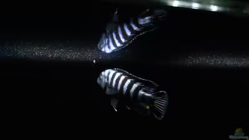 Besatz im Aquarium Becken 32694 von Guido Studtrucker (28)