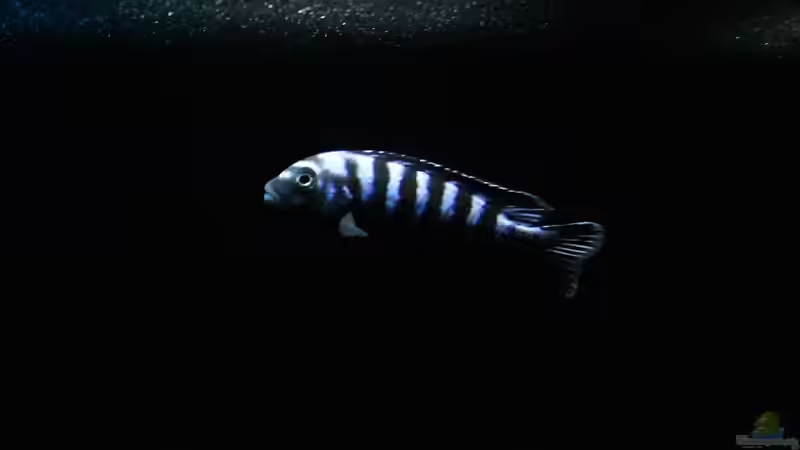 Besatz im Aquarium Becken 32694 von Guido Studtrucker (29)