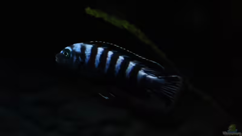 Besatz im Aquarium Becken 32694 von Guido Studtrucker (30)