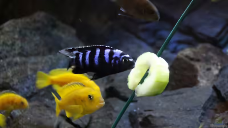 Besatz im Aquarium Becken 32694 von Guido Studtrucker (31)