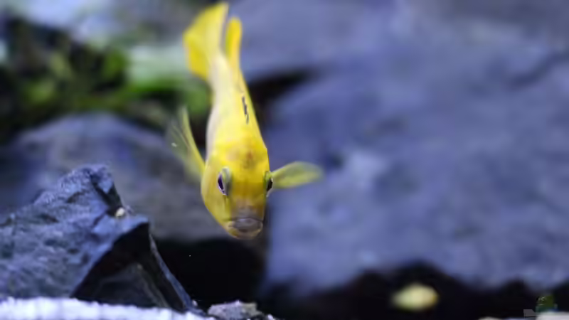 Besatz im Aquarium Becken 32694 von Guido Studtrucker (34)