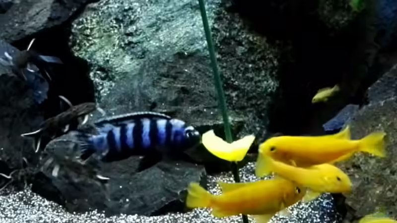 Besatz im Aquarium Becken 32694 von Guido Studtrucker (42)