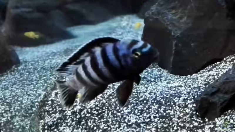 Besatz im Aquarium Becken 32694 von Guido Studtrucker (44)