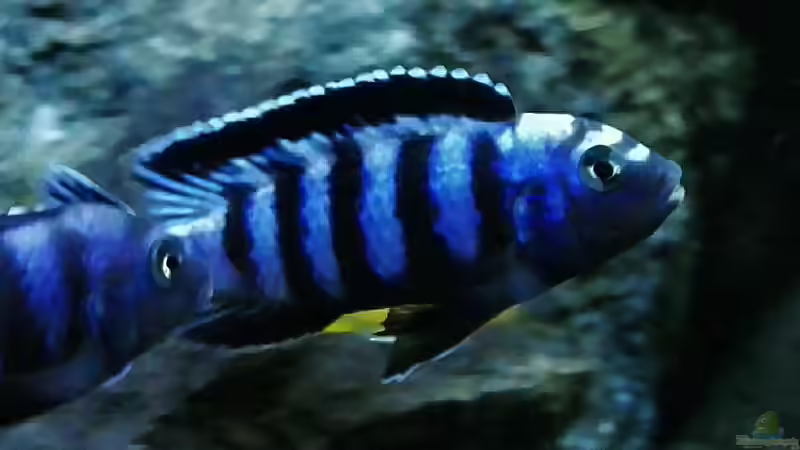 Besatz im Aquarium Becken 32694 von Guido Studtrucker (45)