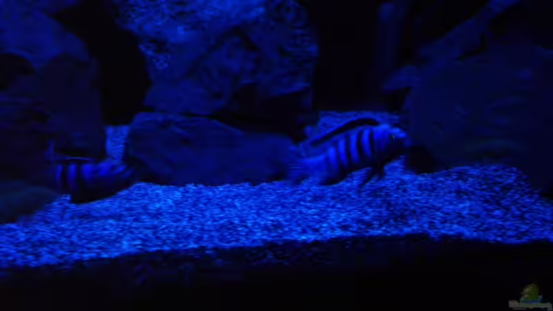 Besatz im Aquarium Becken 32694 von Guido Studtrucker (46)