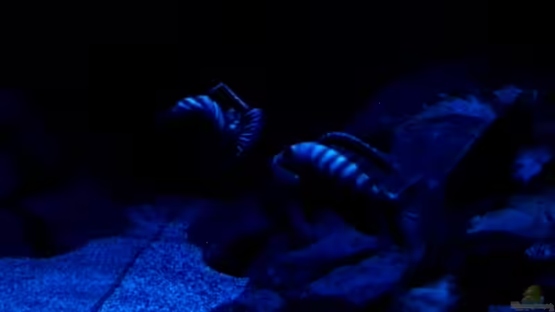 Besatz im Aquarium Becken 32694 von Guido Studtrucker (47)