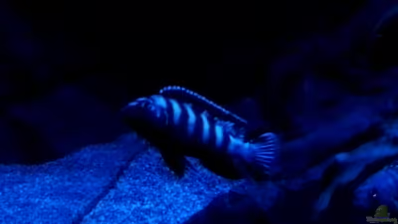 Besatz im Aquarium Becken 32694 von Guido Studtrucker (49)