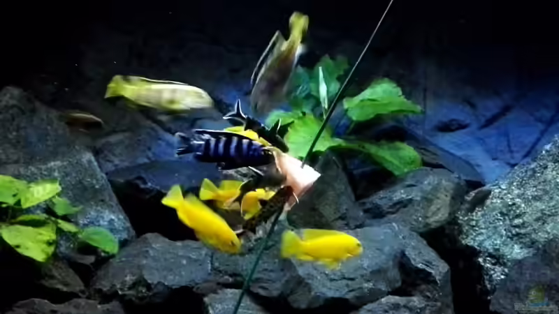 Besatz im Aquarium Becken 32694 von Guido Studtrucker (51)