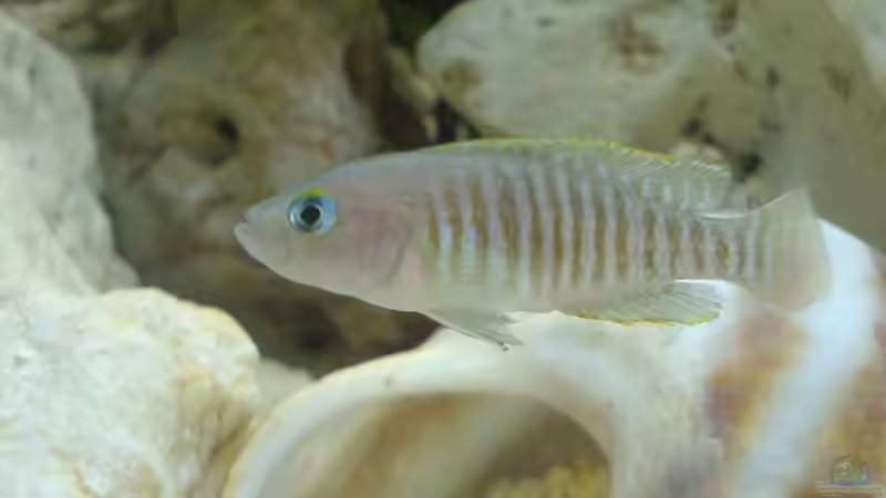 Besatz im Aquarium Becken 3275 von Bastian Burger (15)