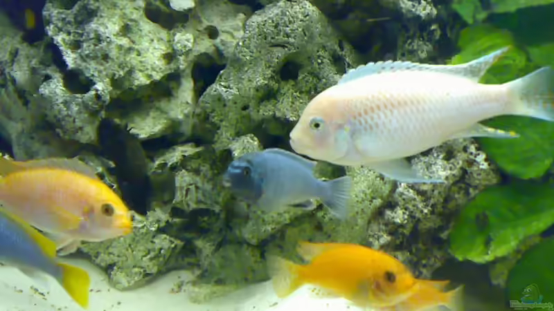 Besatz im Aquarium Becken 3276 von der Preusse (11)