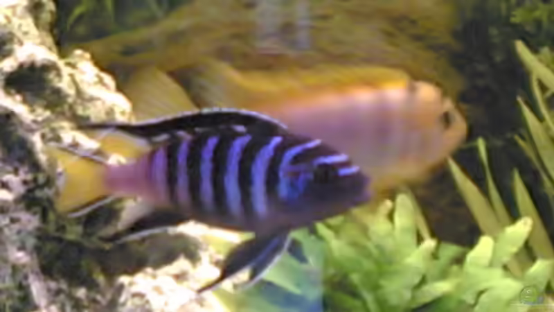 Besatz im Aquarium Becken 3276 von der Preusse (12)