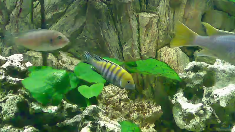 Besatz im Aquarium Becken 3276 von der Preusse (14)