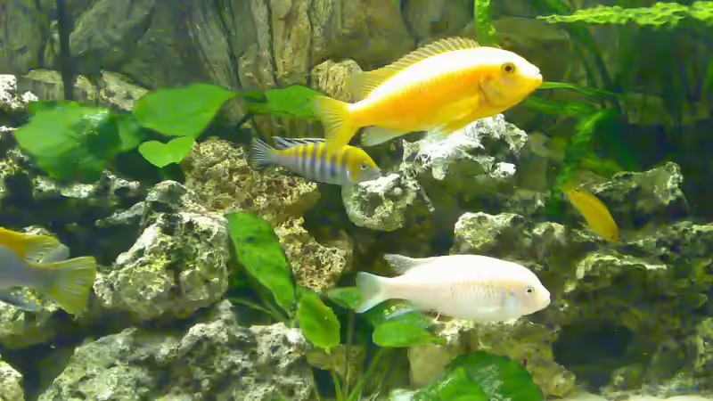 Besatz im Aquarium Becken 3276 von der Preusse (15)