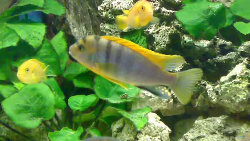 Besatz im Aquarium Becken 3276 von der Preusse (16)