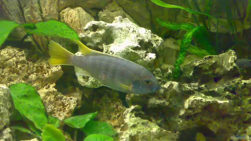 Besatz im Aquarium Becken 3276 von der Preusse (17)