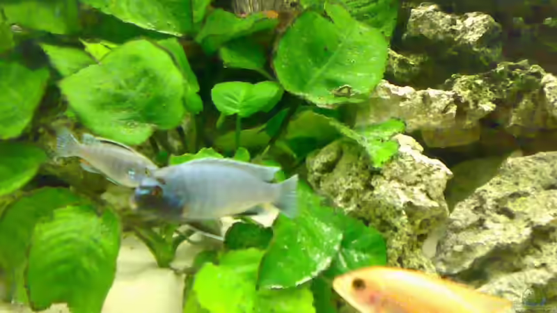 Besatz im Aquarium Becken 3276 von der Preusse (18)