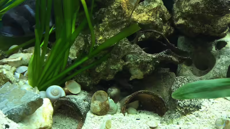 Besatz im Aquarium Becken 32778 von Stefan1971 (10)