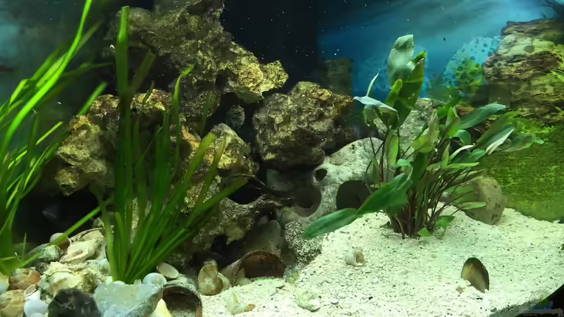 Besatz im Aquarium Becken 32778 von Stefan1971 (7)