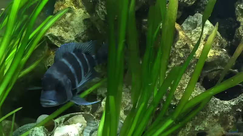 Besatz im Aquarium Becken 32778 von Stefan1971 (8)