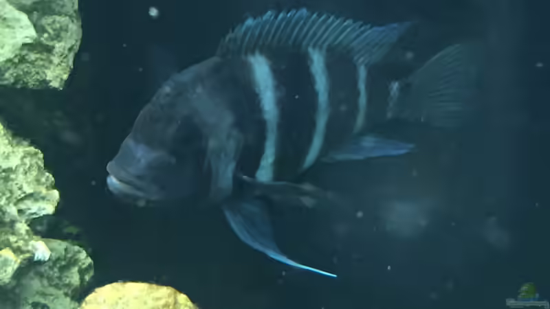 Besatz im Aquarium Becken 32778 von Stefan1971 (9)