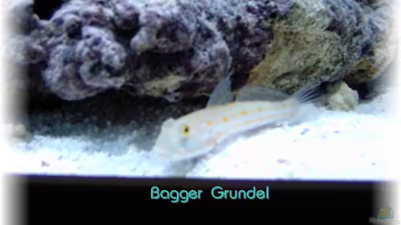 Besatz im Aquarium Becken 3278 von René Geisler (16)