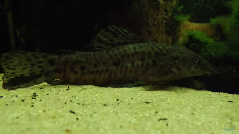 Besatz im Aquarium Becken 32811 von FischFlo (12)