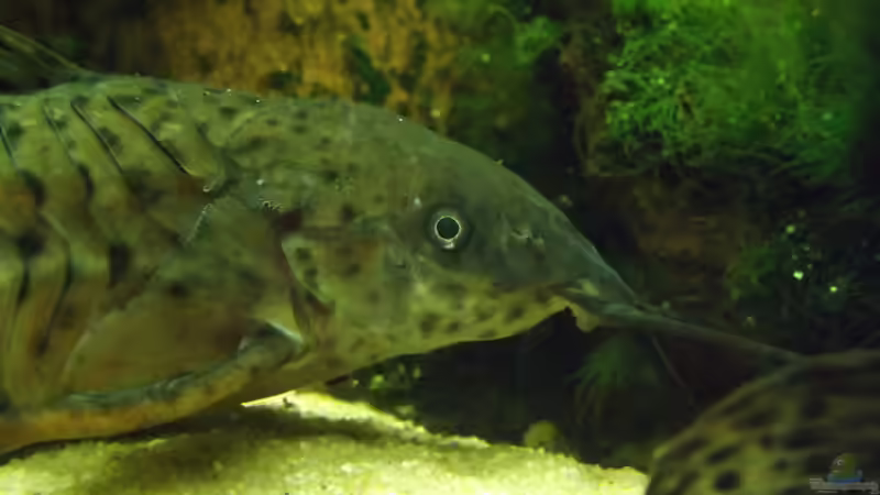 Besatz im Aquarium Becken 32811 von FischFlo (13)