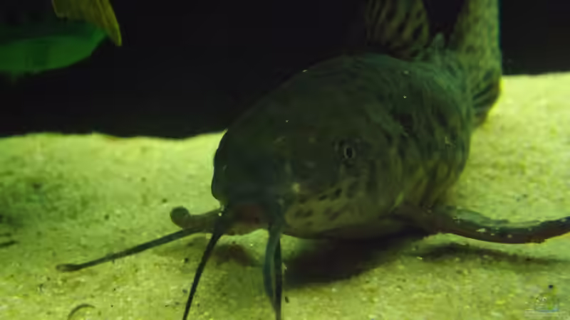 Besatz im Aquarium Becken 32811 von FischFlo (14)