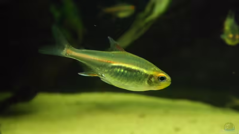 Besatz im Aquarium Becken 32811 von FischFlo (15)